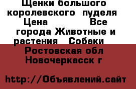 Щенки большого (королевского) пуделя › Цена ­ 25 000 - Все города Животные и растения » Собаки   . Ростовская обл.,Новочеркасск г.